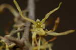 American witch-hazel